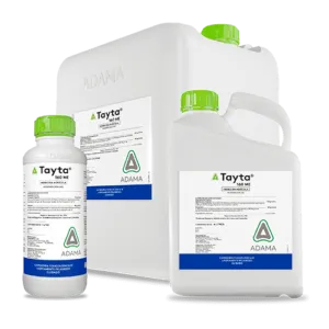TAYTA bodegon 500x500 1